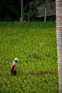 Motama Villa - Ubud - 2