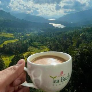 Oak Ray Tea Bush - 5