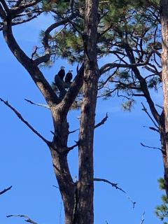 VILLA 315 - The Eagles Nest condo - Jekyll Island - 8