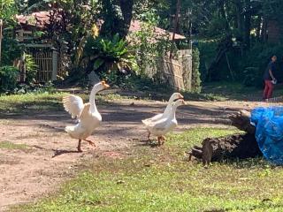 Wishing Star Cottage - 5