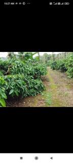 Estate villa homestay - Mudigere - 9