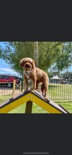 Southview Holiday Park, Deluxe Caravan - Skegness - 5