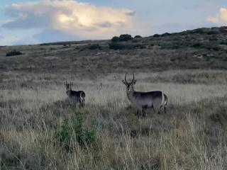 Boschfontein Mountain Lodge - Ficksburg - 5