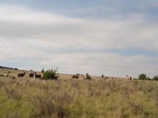 Boschfontein Mountain Lodge - 6