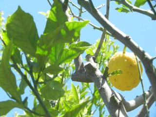 Limoni - Campese - 1