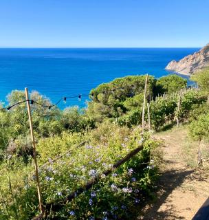 Villa Pietrafiore - Monterosso al Mare - 8