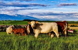 Deluxe Apartman Lara - 8