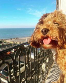 The Terrace At Westbrook - Pet friendly - 8