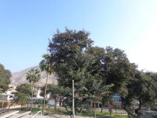 Agua dulce - Lima - 7
