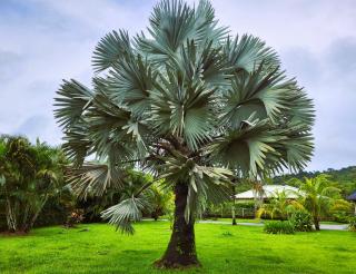 La Villa Louisia - Matoury - 2