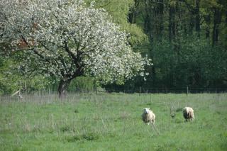 Gastenlogies Blauwe Schaap - Ranst - 3