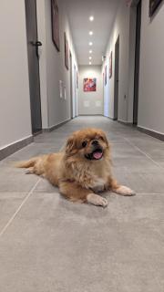 DORM BG pet-friendly Aparthotel - 6