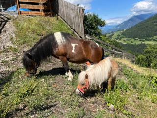 Landhaus Alpenzeit - Arzl im Pitztal - 5