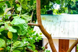 Cinnamon eco villa - Hikkaduwa - 3