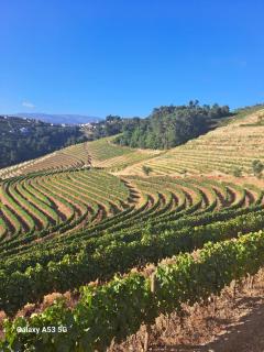 Quinta da Portelada - Peso da Régua - 8