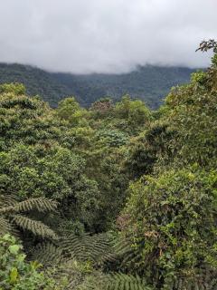 GOLDEN TREE MINDO ECO-LODGE - 1