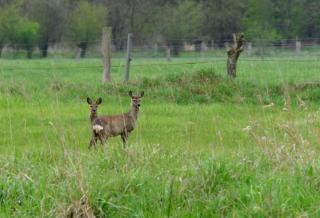 Camping Aller Leine Tal - Engehausen - 5