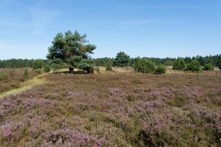 Camping Aller Leine Tal - Engehausen - 6