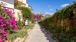 Dedalos Beach Hotel - 5