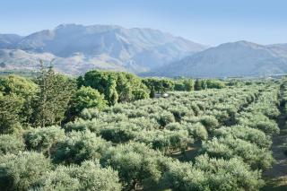 Vardis Olive Garden - Georgioupolis - 6
