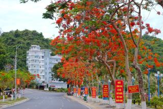 Hung Long Harbour Hotel - Cát Bà - 1