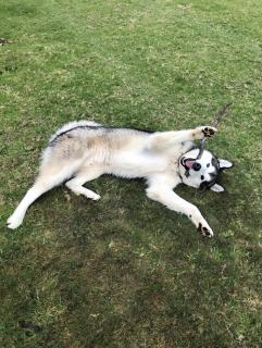Mountain Culture Farm Stay - pet friendly - Kanimbla - 6