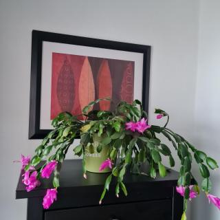 Schöne Ferienwohnung mit Balkon und Terrasse in ruhiger Lage - 4