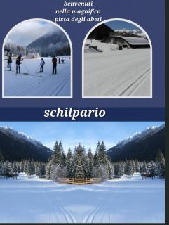 Stella alpina - Schilpario - 9