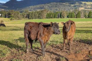 Maddys KV, Kangaroo Valley - Barrengarry - 8