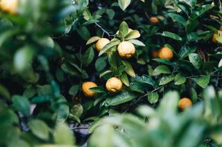 Lemon Tree Cottage, Kangaroo Valley - 3