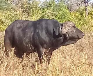 Rio Gorongosa - - 1