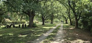 The Avenue Anahdale - Hidden 2.7 Acre Estate in town - Blayney - 7