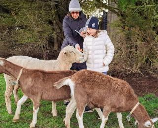 Jilly Park Farmstay Experience Discover Authentic Farm Life Complimentary Breakfast Included - Buln Buln - 7