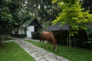 Royad Calicut Farm House - Premium Villa with Pool Inside a Farm - Kozhikode - 6