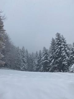 Forest house - Targanice - 5