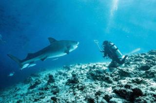 Dive Residence - Fuvahmulah, Maldives - Fuvahmulah - 4
