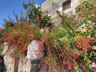 Apartments Mare - Brela - 2