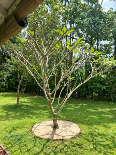 Medusa Bungalow - Galle - 3