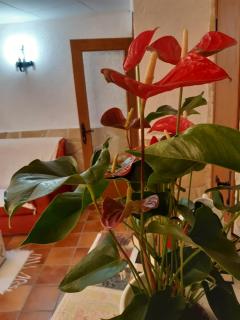 Musas Gastro Casa Rural - 3