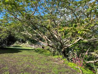 Under walnut Tree No2 - Rotorua - 3