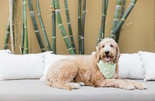 Talavera Palm Springs - 7