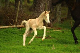 Sherwood Ranch Cottages - 403 Woodbank Road - 4