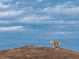 Africa Eco Expeditions Camp - Mugumu - 1