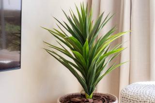 Dolphin Beach cabana Luxe beach cabana voor 4 personen direct aan het strand - 3