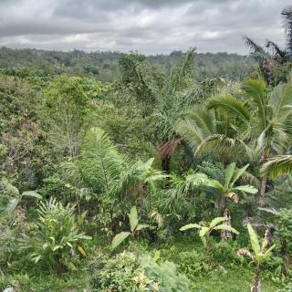 Bali jungle cabin - Jatiluwih - 6