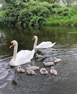 Cambridge Narrowboats - Beautiful Narrowboat Glyndwr - 2