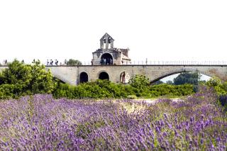 Camping les Avignon - la Laune - Villeneuve-lès-Avignon - 9