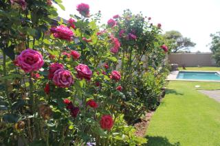 Lapeng La Heso guest - 7