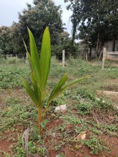 Electronic City Cottage - Bangalore - 1