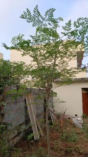Electronic City Cottage - Bangalore - 3